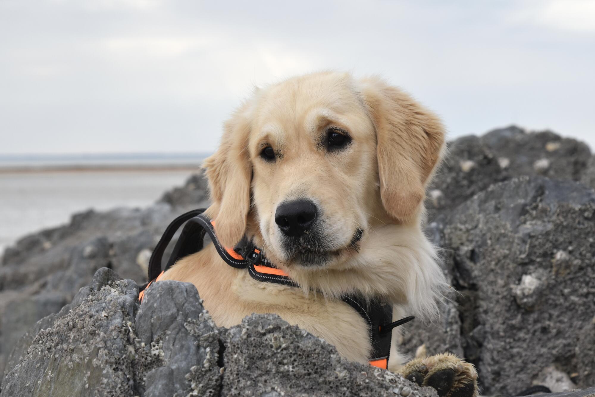 Difference Between Service, Emotional Support Animals and Pets: A Guide for Sarasota Landlords